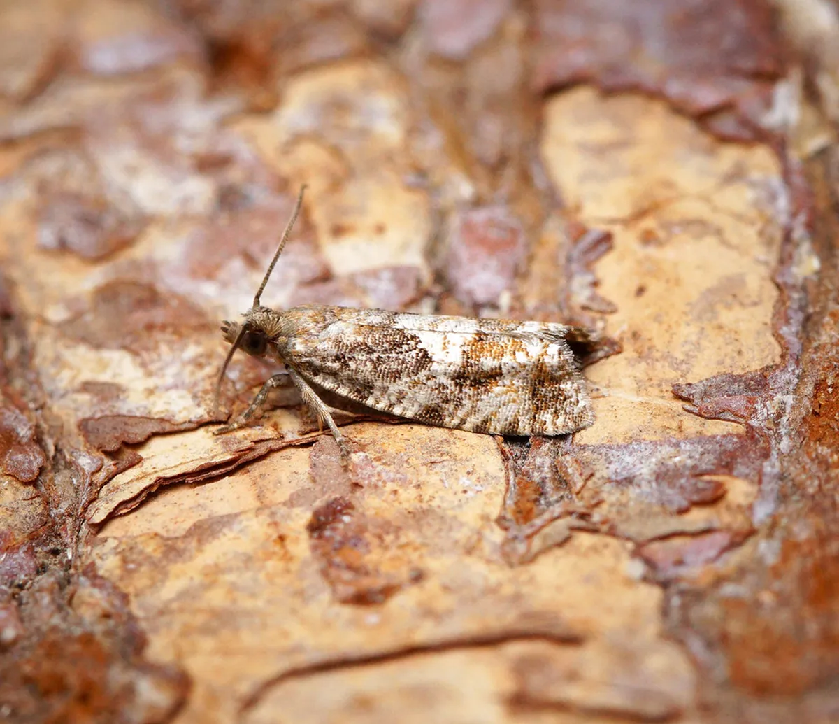 Denis Gardens Golden Hour Photos: Brno Guide