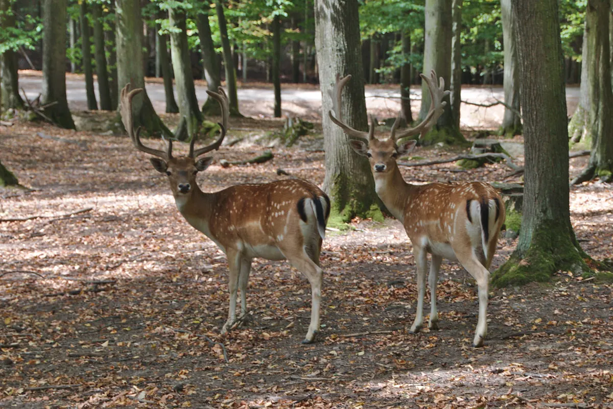 Holedná Observation Tower Hike Guide 2026
