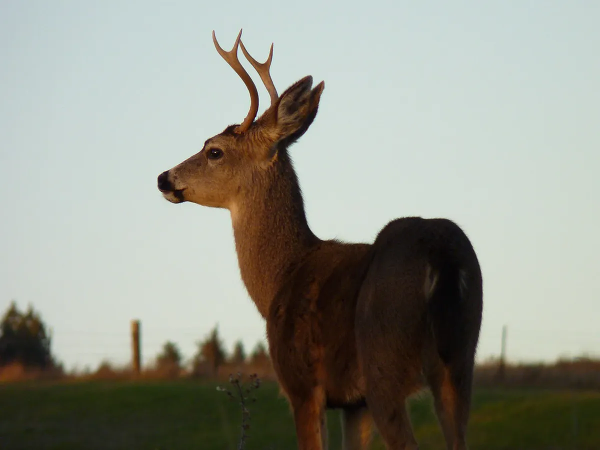Visit Deer Jump Lookout Stag Statue: A Step-by-Step Guide