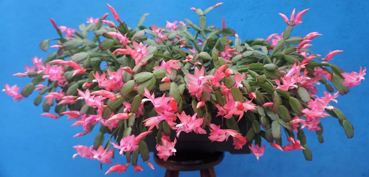 When is the Flora Olomouc Flower Exhibition Held?