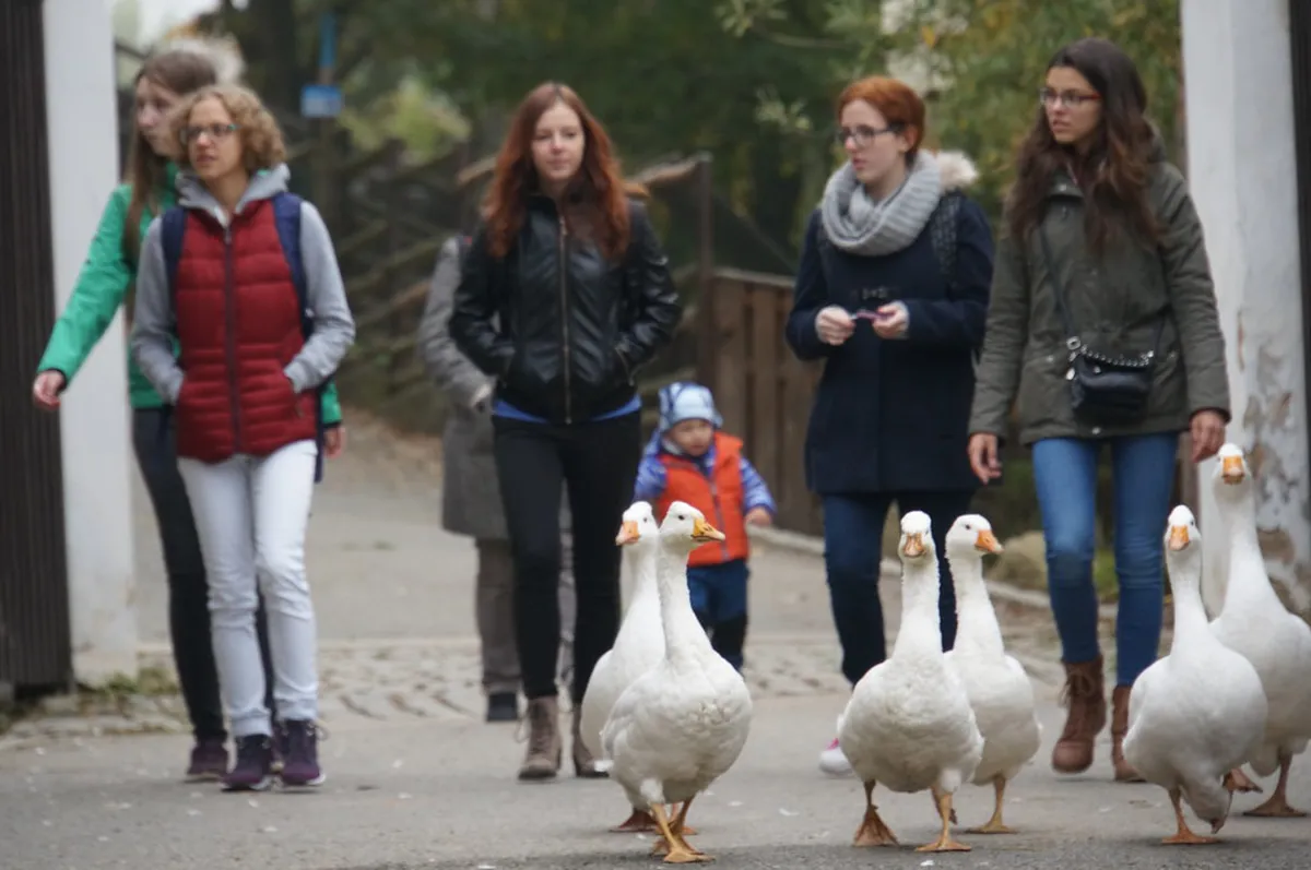 Zoo Plzeň and DinoPark Practical Guide: 10 Top Tips