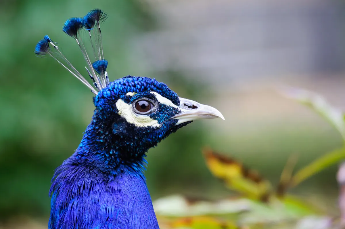 Wallenstein Garden Peacocks and Opening Times: 2026 Guide